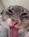 1784365941786-image.png